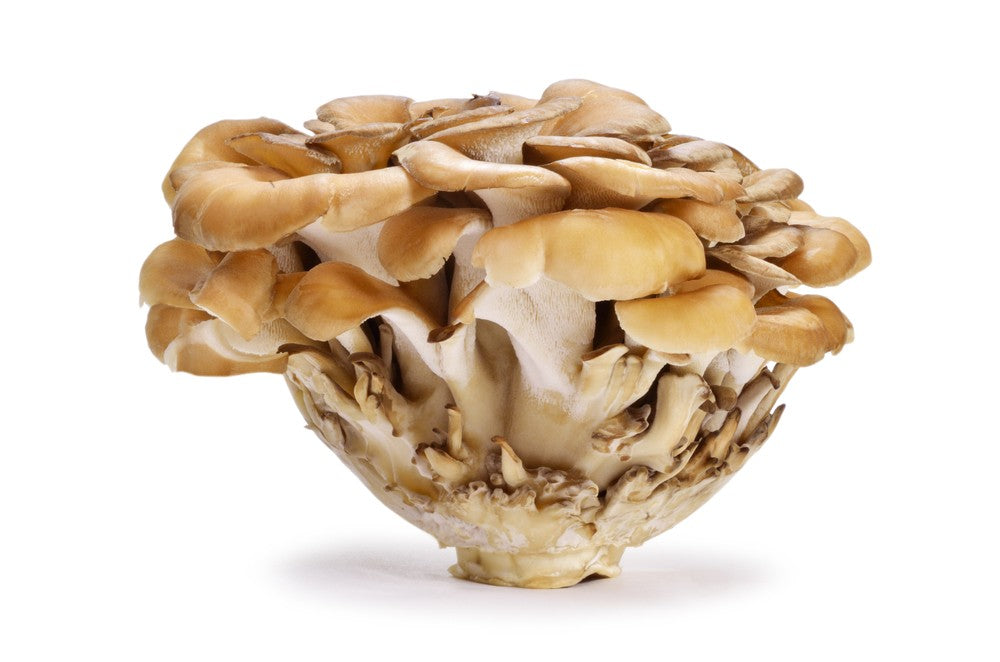 Organic Maitake Mushroom Powder by Nature's Root – 125g