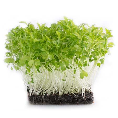 Organic Mizuna Green Sprouting Seeds by Nature's Root – 125g