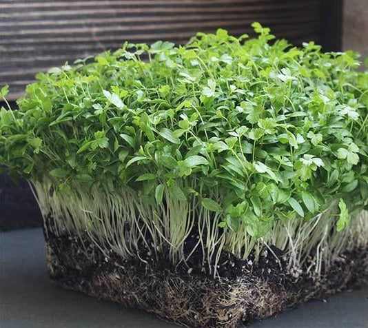 Organic Parsley Sprouting Seeds by Nature's Root – 125g
