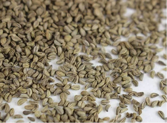 Organic Parsley Sprouting Seeds by Nature's Root – 250g