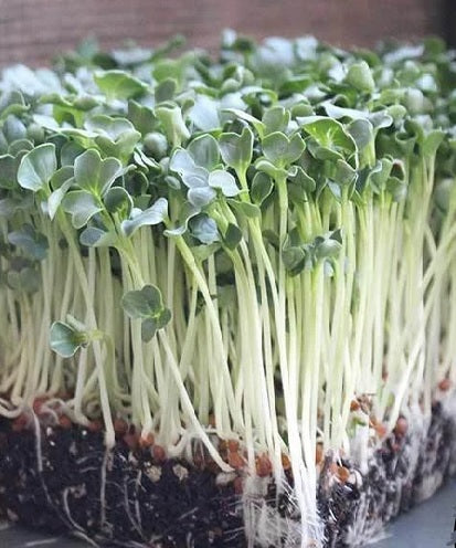 Organic Radish (Daikon) Sprouting Seeds by Nature's Root – 500g