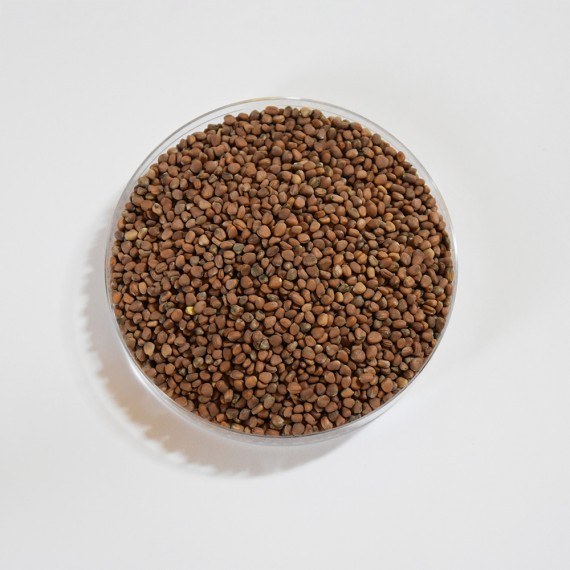 Organic Radish China Rose Sprouting Seeds by Nature's Root – 500g