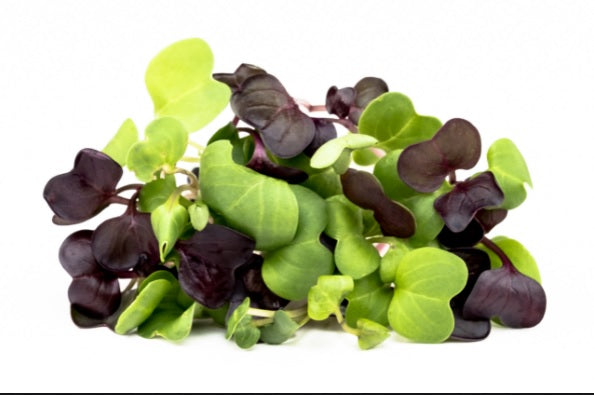 Organic 'Radish Mix' Sprouting Seeds by Nature's Root – 125g