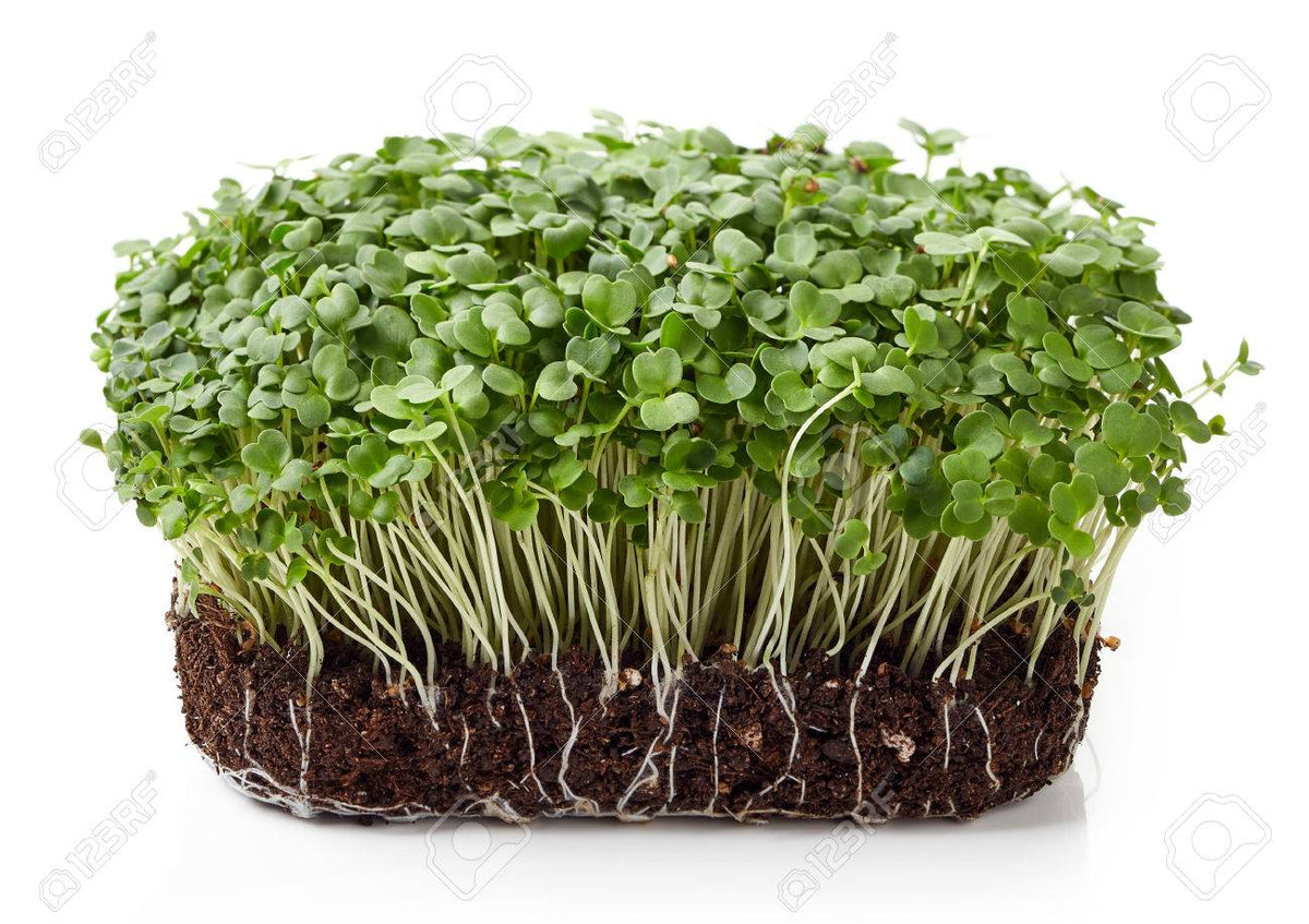 Organic Rocket (Arugula) Microgreen Sprouting Seeds by Nature's Root – 125g