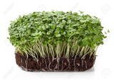Organic Rocket (Arugula) Microgreen Sprouting Seeds - Natures Root
