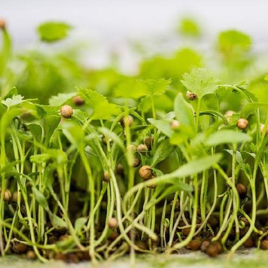 Organic Coriander Sprouting Seeds by Nature's Root – 250g Culinary Spice Powder