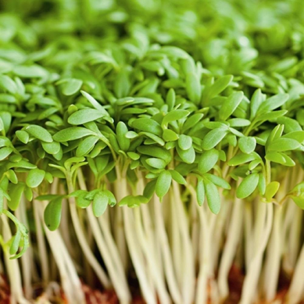Organic Cress Sprouting Seeds by Nature's Root – 250g