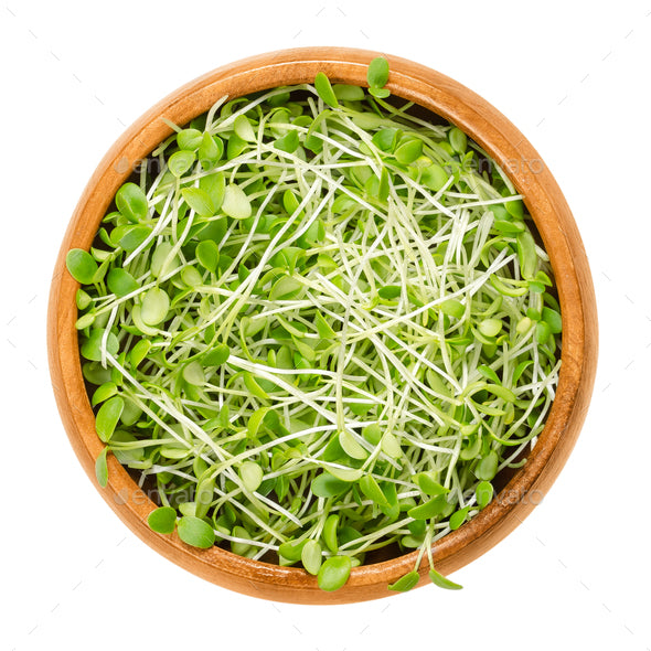 Organic Italian Clover Sprouting Seeds by Nature's Root – 250g Culinary Spice Powder