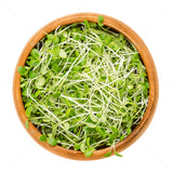 Organic Italian Clover Sprouting Seeds - Natures Root