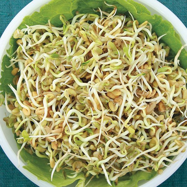 Organic Fenugreek Sprouting Seeds by Nature's Root – 250g