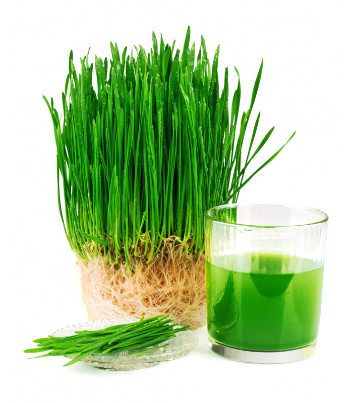Organic Wheatgrass Seeds by Nature's Root – 250g