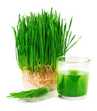 Organic Wheatgrass Seeds - Natures Root