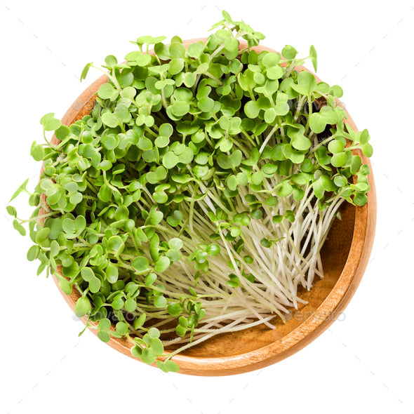 Organic White Mustard Sprouting Seeds by Nature's Root – 250g